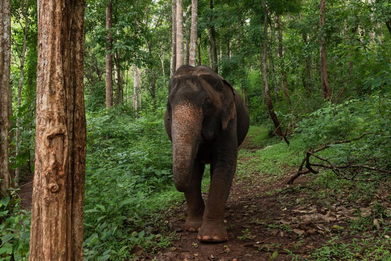 Chiang Mai Elephant Friends Bagian luar foto